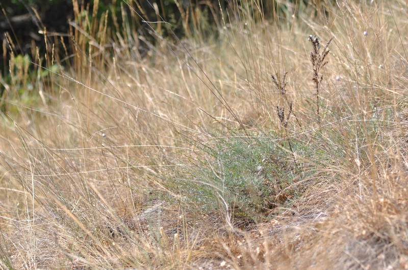 Artemisia vallesiaca photo 4