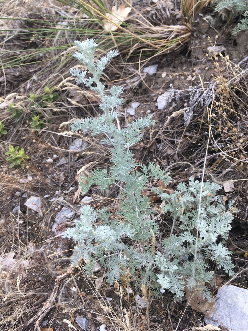 Artemisia vallesiaca photo 5