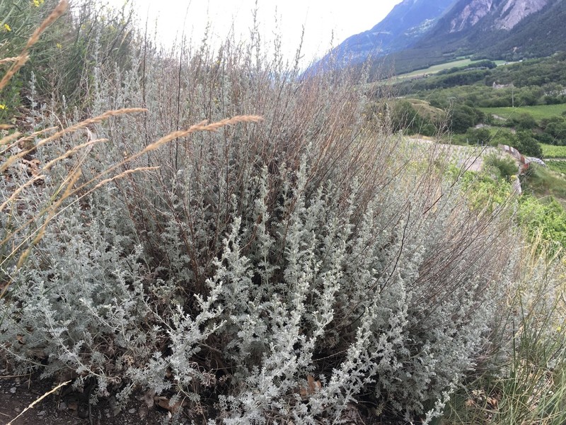 Artemisia vallesiaca photo 6