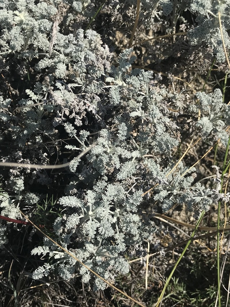Artemisia vallesiaca photo 7