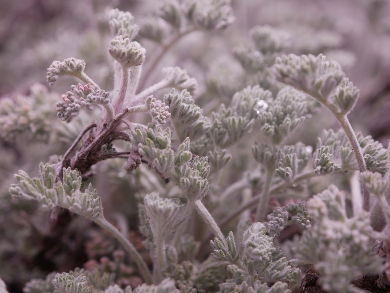 Artemisia vallesiaca photo 8