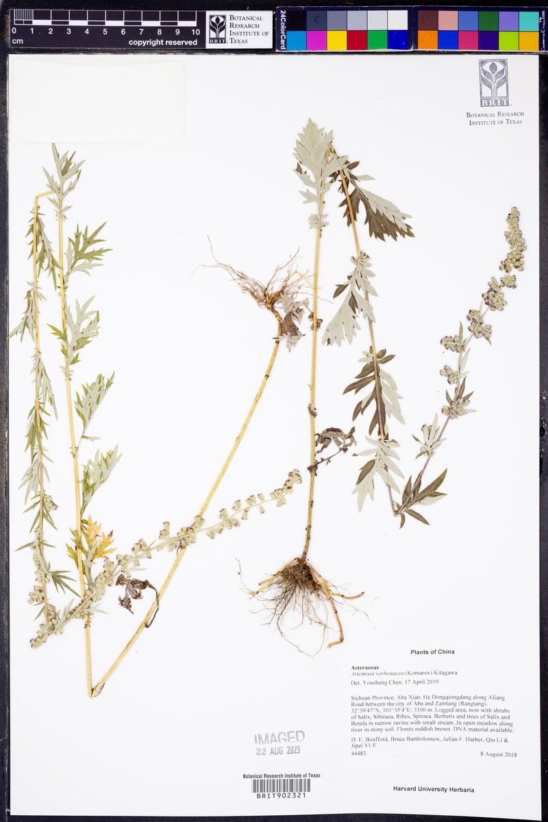 Artemisia verbenacea