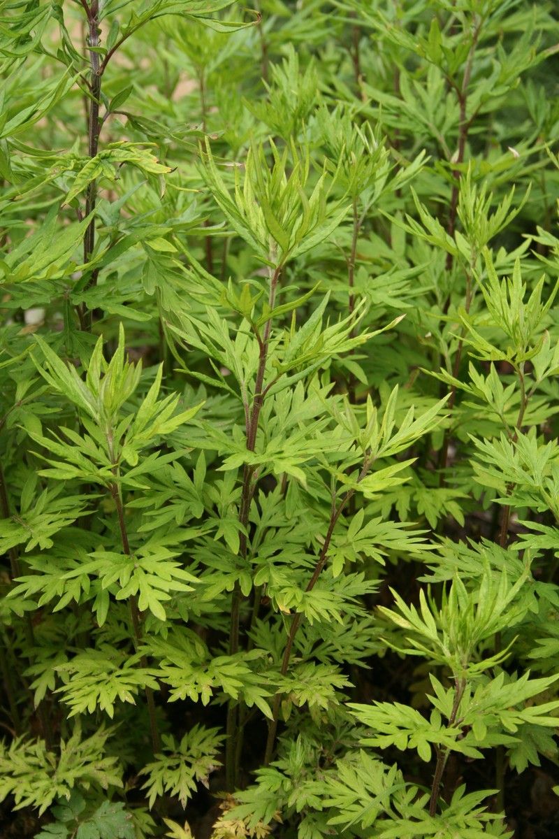 Artemisia verlotiorum