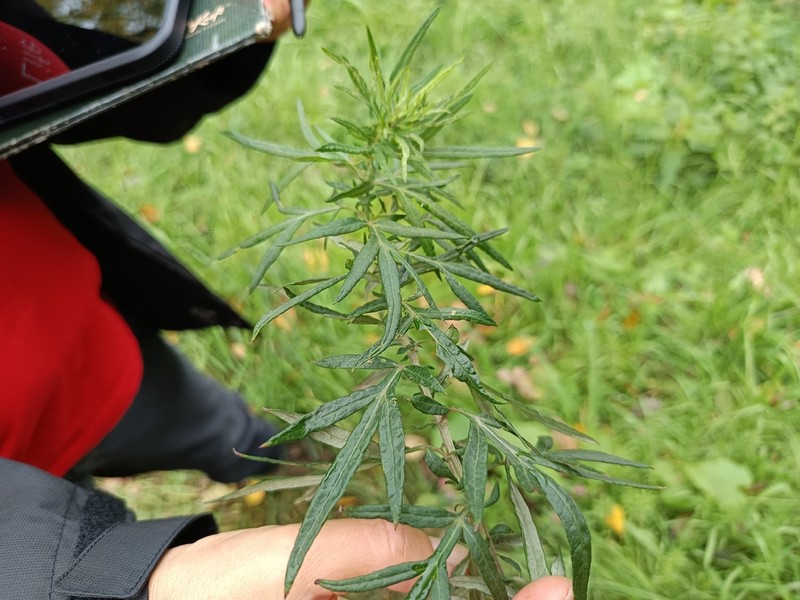 Artemisia verlotiorum photo 3