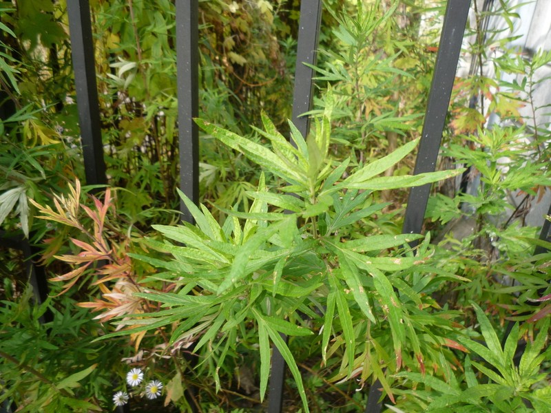 Artemisia verlotiorum photo 4