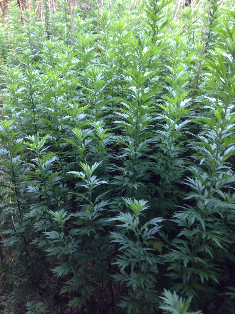 Artemisia verlotiorum photo 5