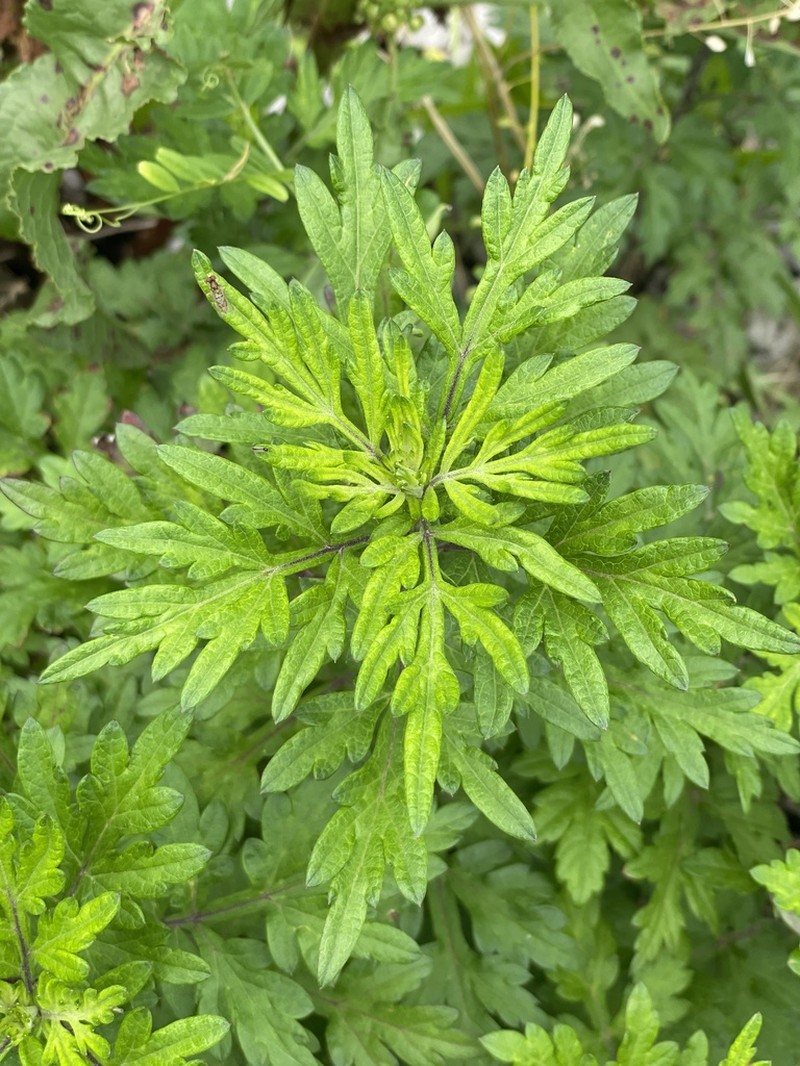 Artemisia verlotiorum photo 6