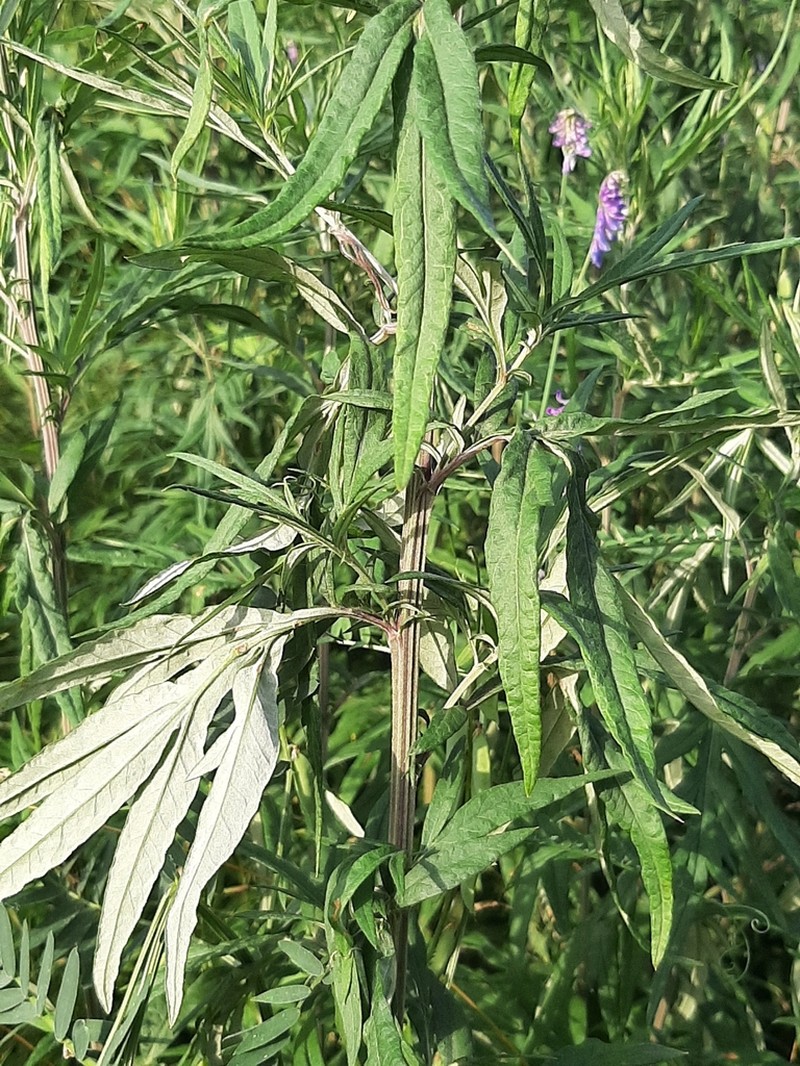 Artemisia verlotiorum photo 7