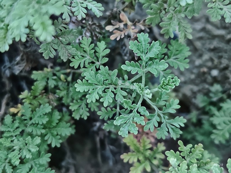 Artemisia vestita photo 3