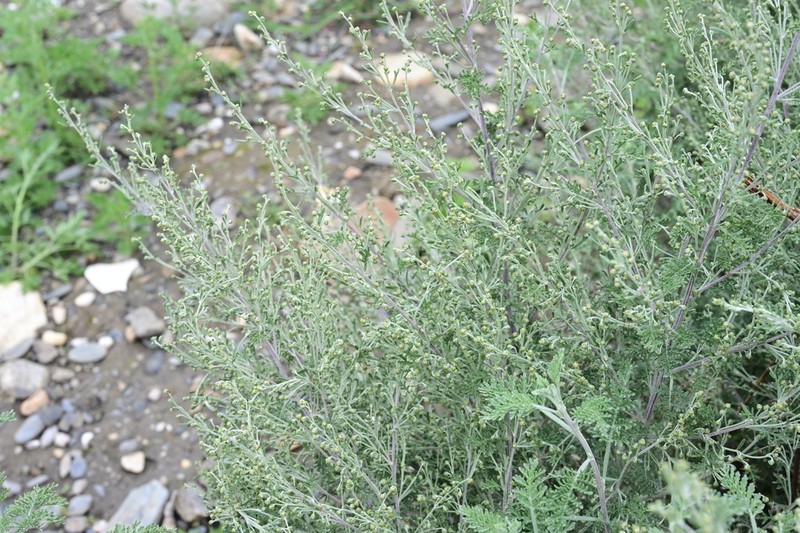 Artemisia vestita photo 4