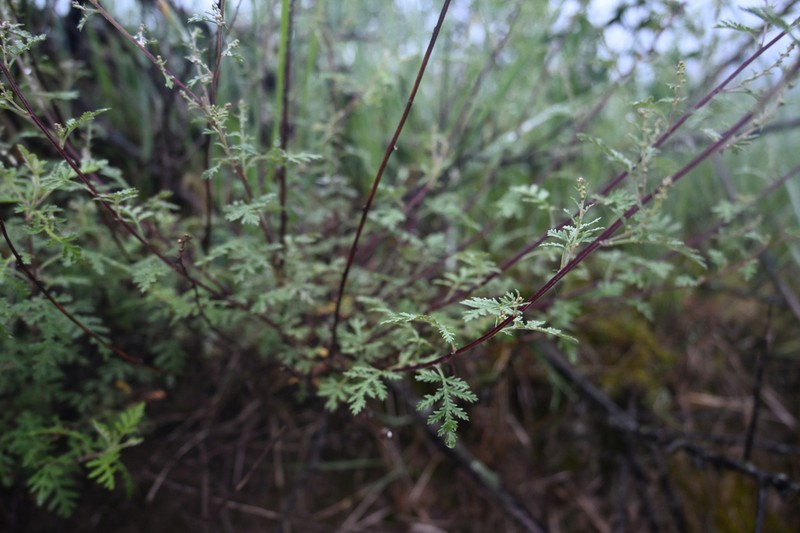 Artemisia vestita photo 5