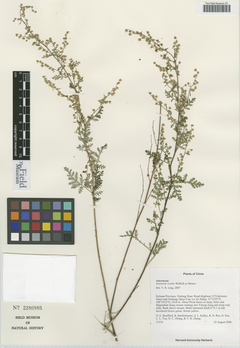 Artemisia vestita photo 6