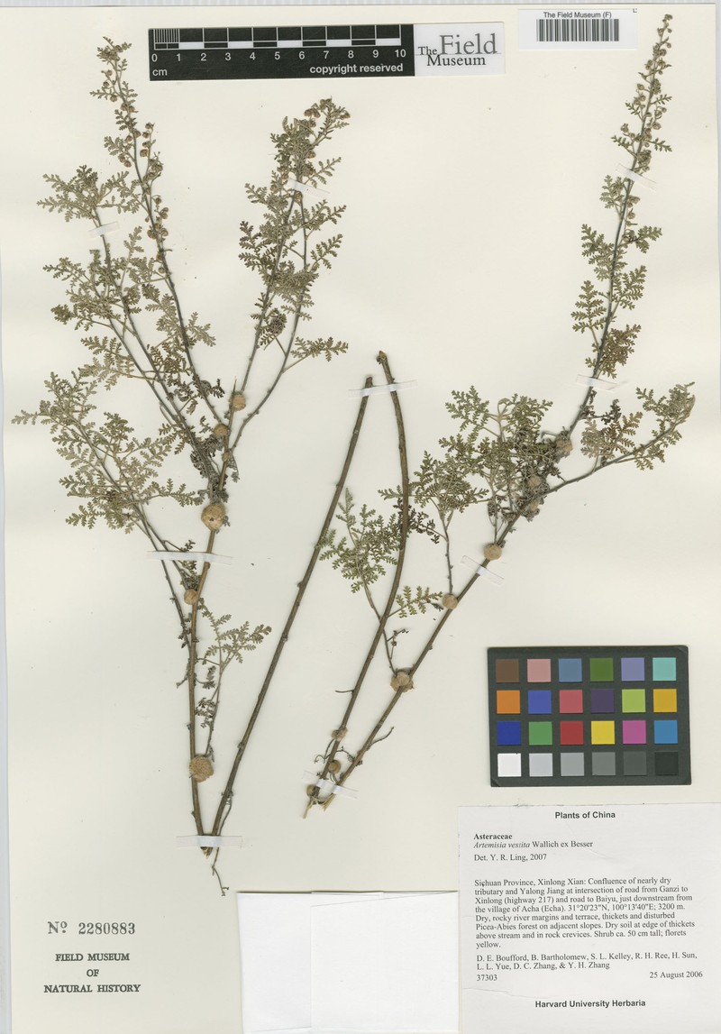 Artemisia vestita photo 7