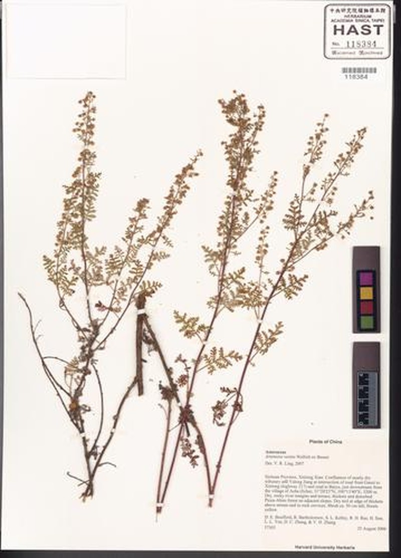 Artemisia vestita photo 2