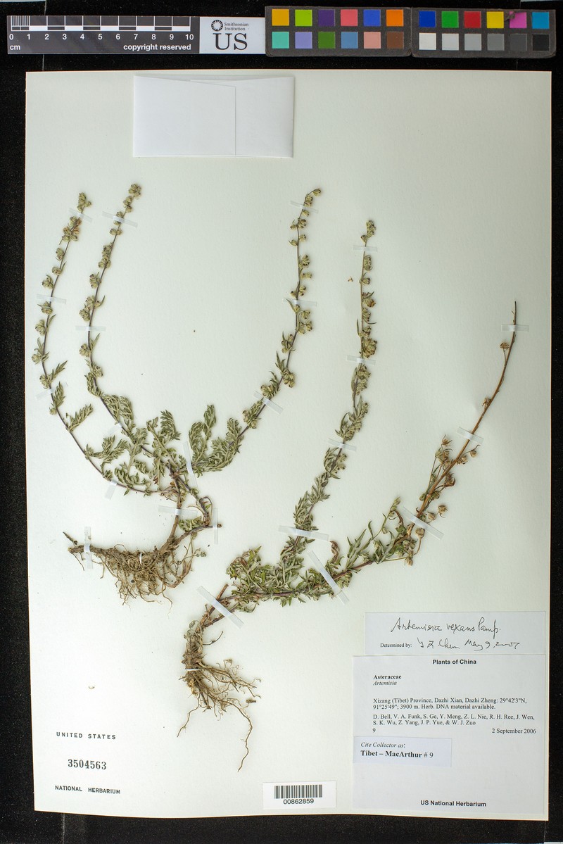Artemisia vexans