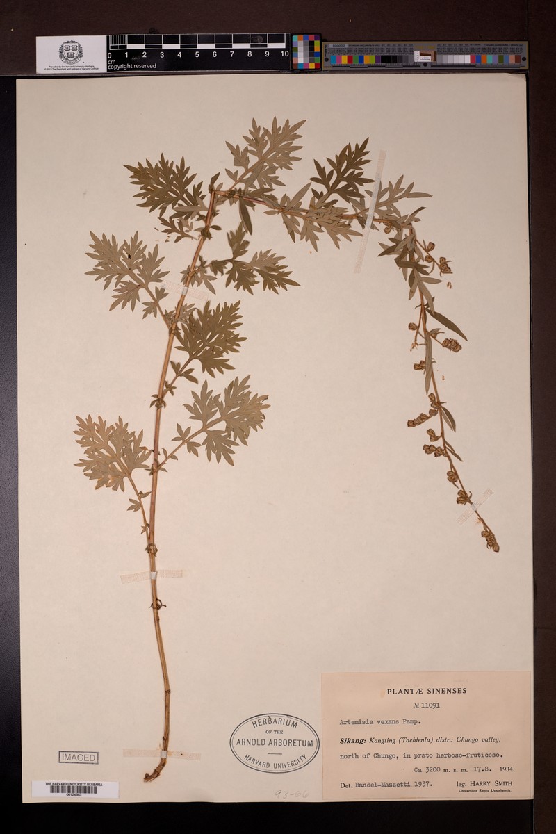 Artemisia vexans photo 2