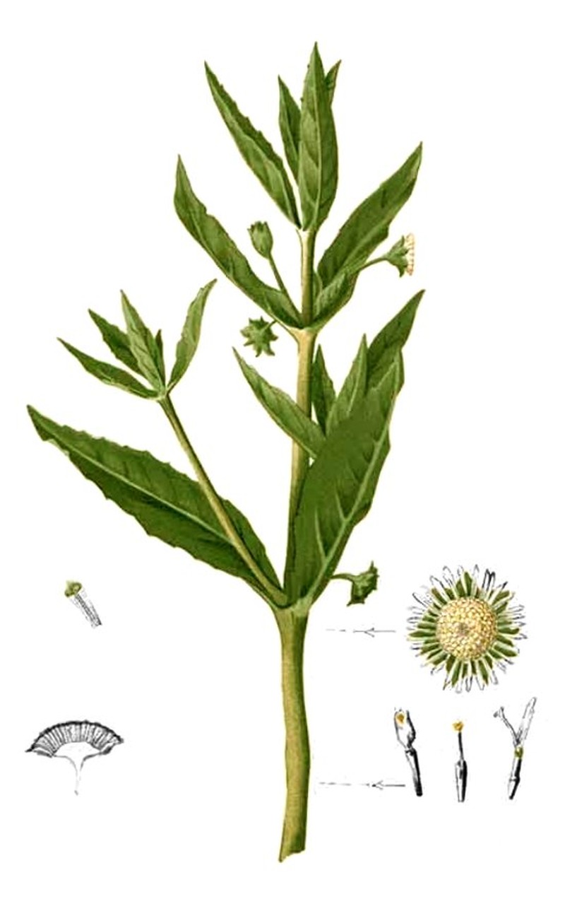 Artemisia viridis