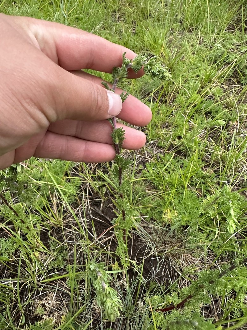 Artemisia viridis photo 3