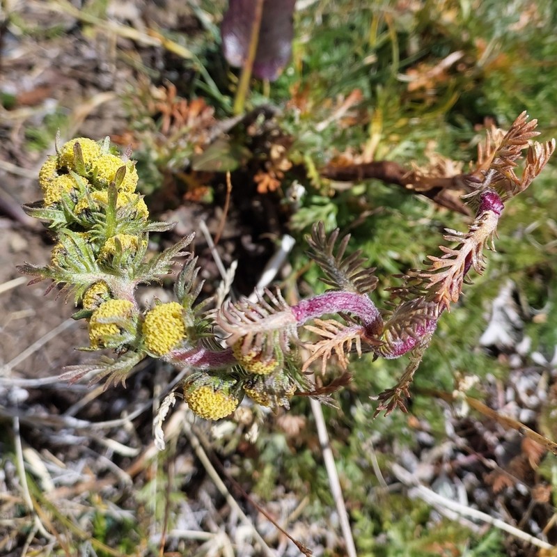 Artemisia viridis photo 5