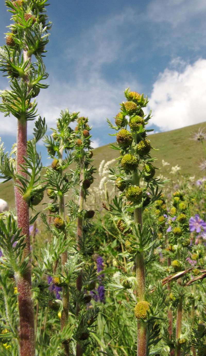 Artemisia viridis photo 6