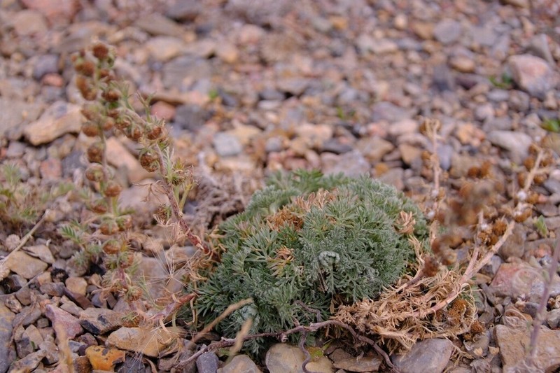 Artemisia viridis photo 7