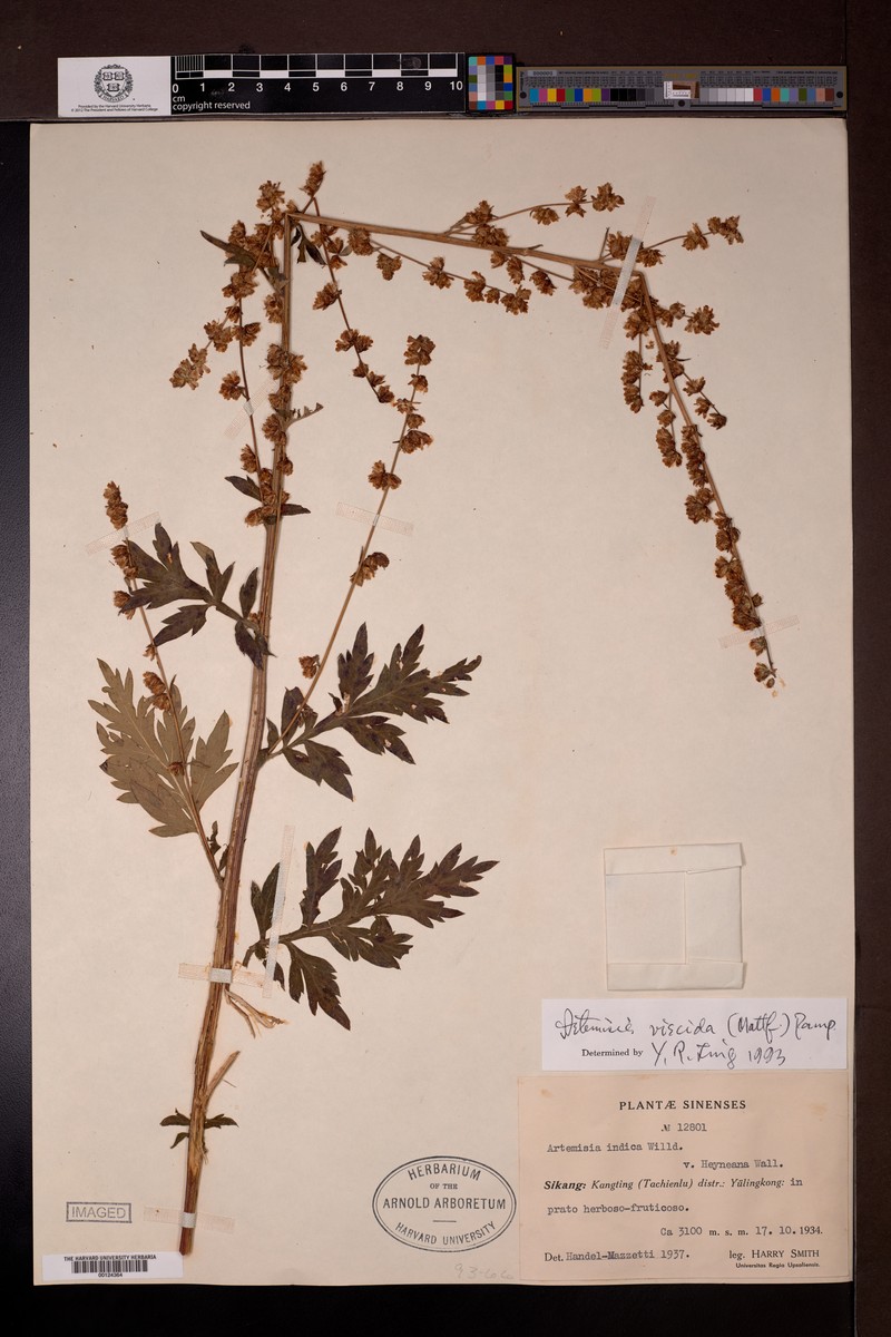 Artemisia viscida