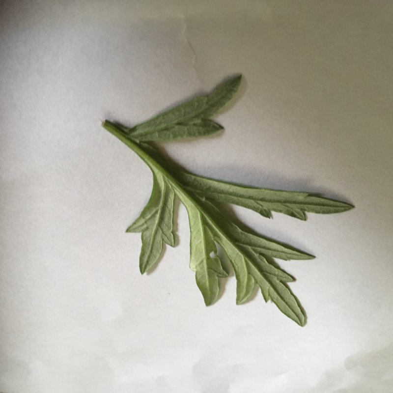 Common Wormwood photo 2