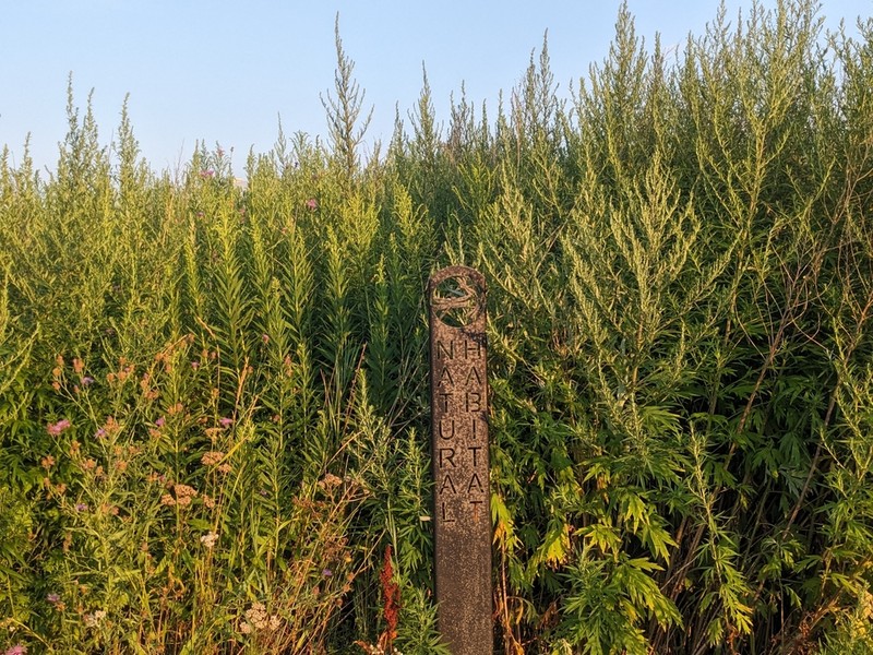 Common Wormwood photo 3