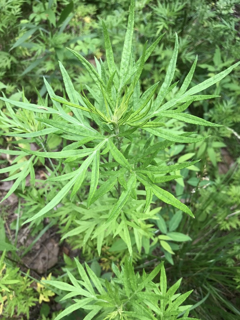 Common Wormwood photo 4