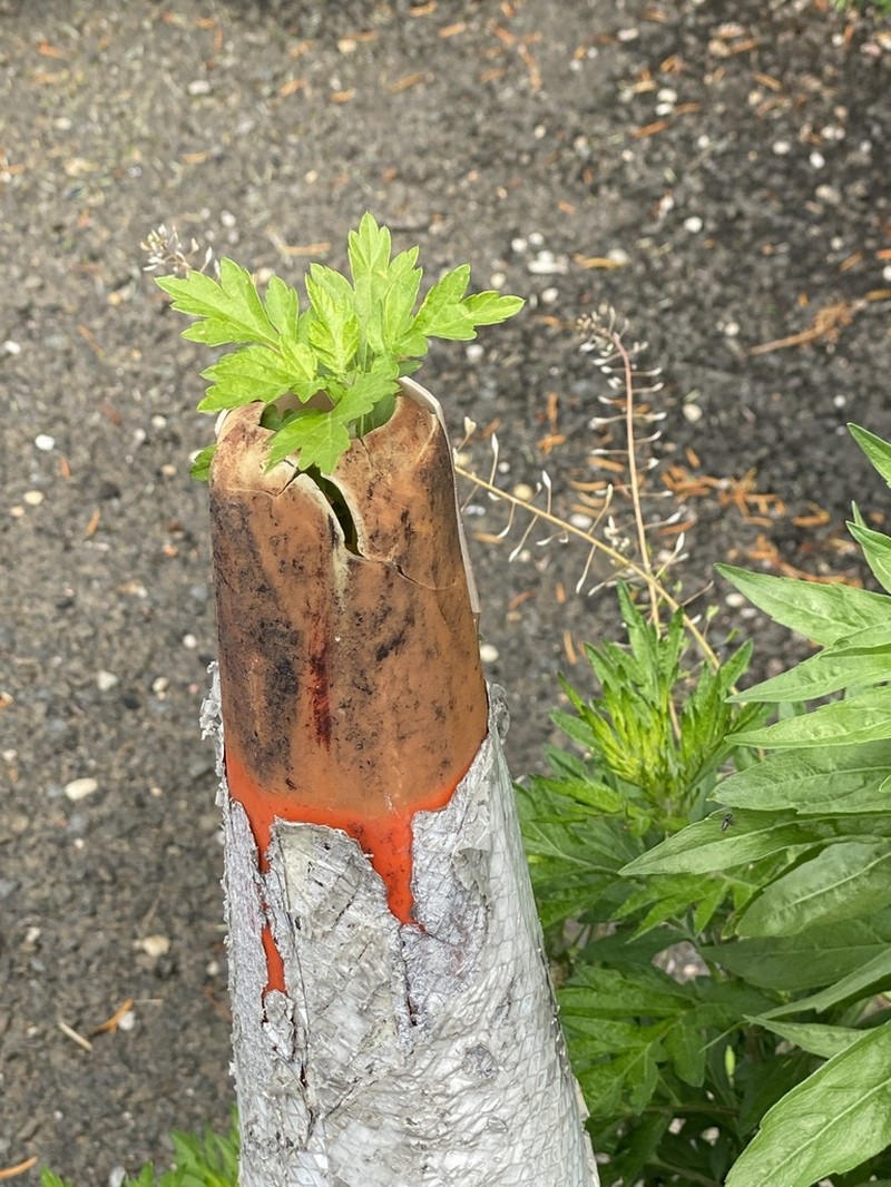 Common Wormwood photo 6