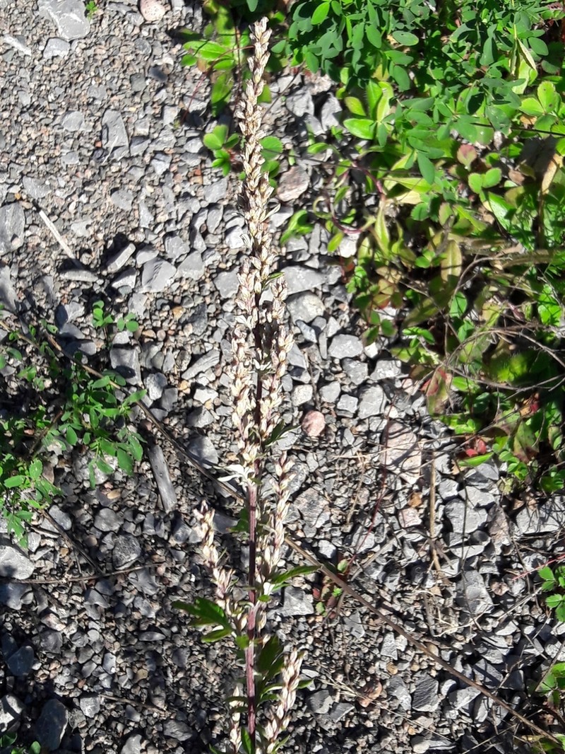 Common Wormwood photo 7
