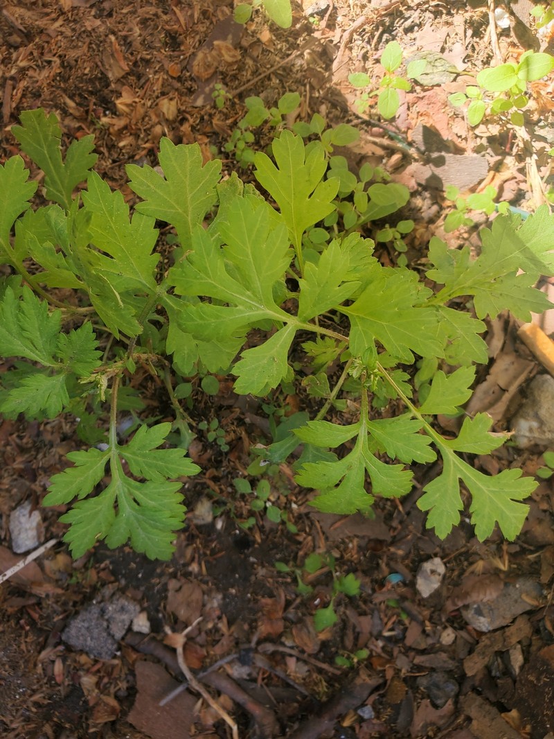 Artemisia vulgaris subsp. vulgaris