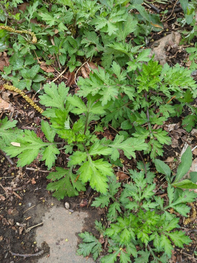 Artemisia vulgaris subsp. vulgaris photo 2