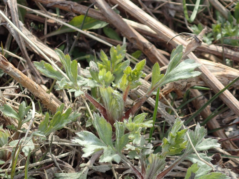 Artemisia vulgaris subsp. vulgaris photo 3