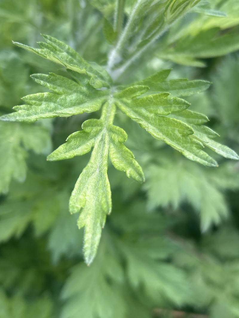 Artemisia vulgaris subsp. vulgaris photo 4
