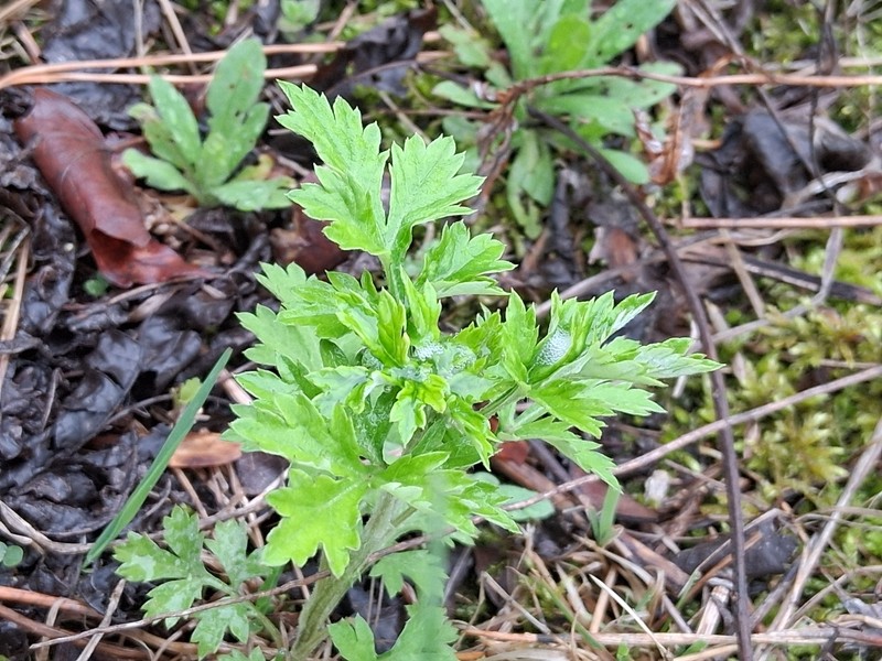 Artemisia vulgaris subsp. vulgaris photo 5