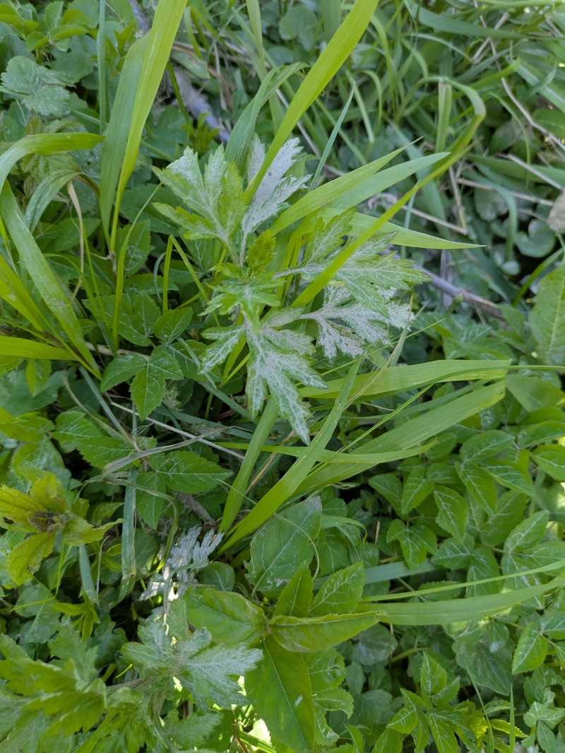 Artemisia vulgaris subsp. vulgaris photo 6