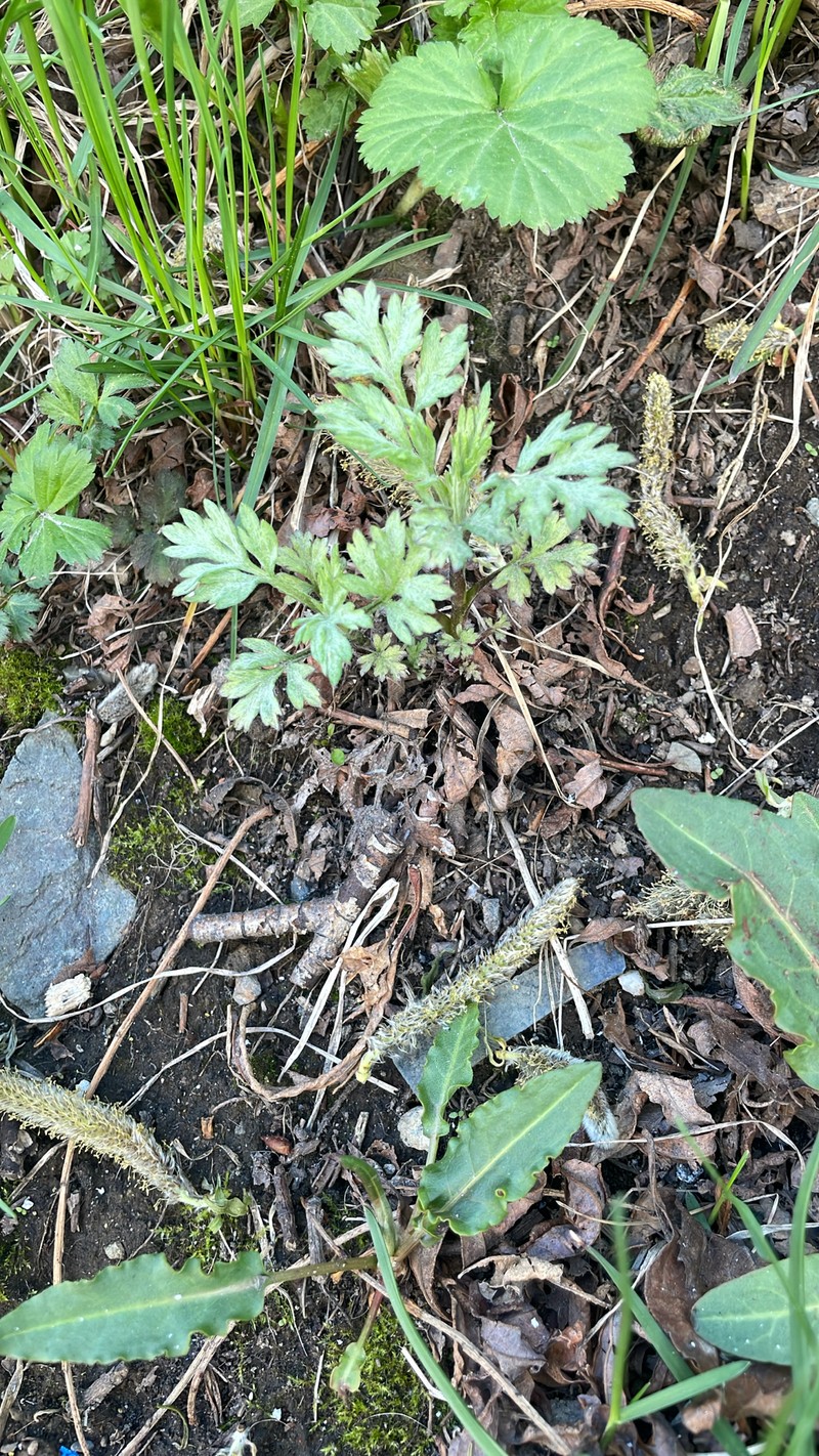 Artemisia vulgaris subsp. vulgaris photo 7