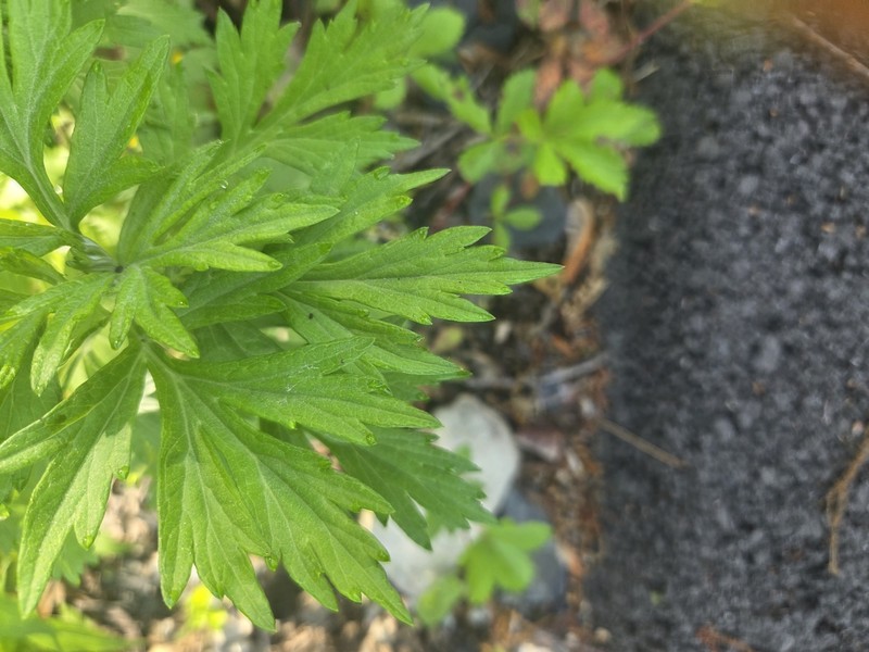 Artemisia vulgaris subsp. vulgaris photo 8