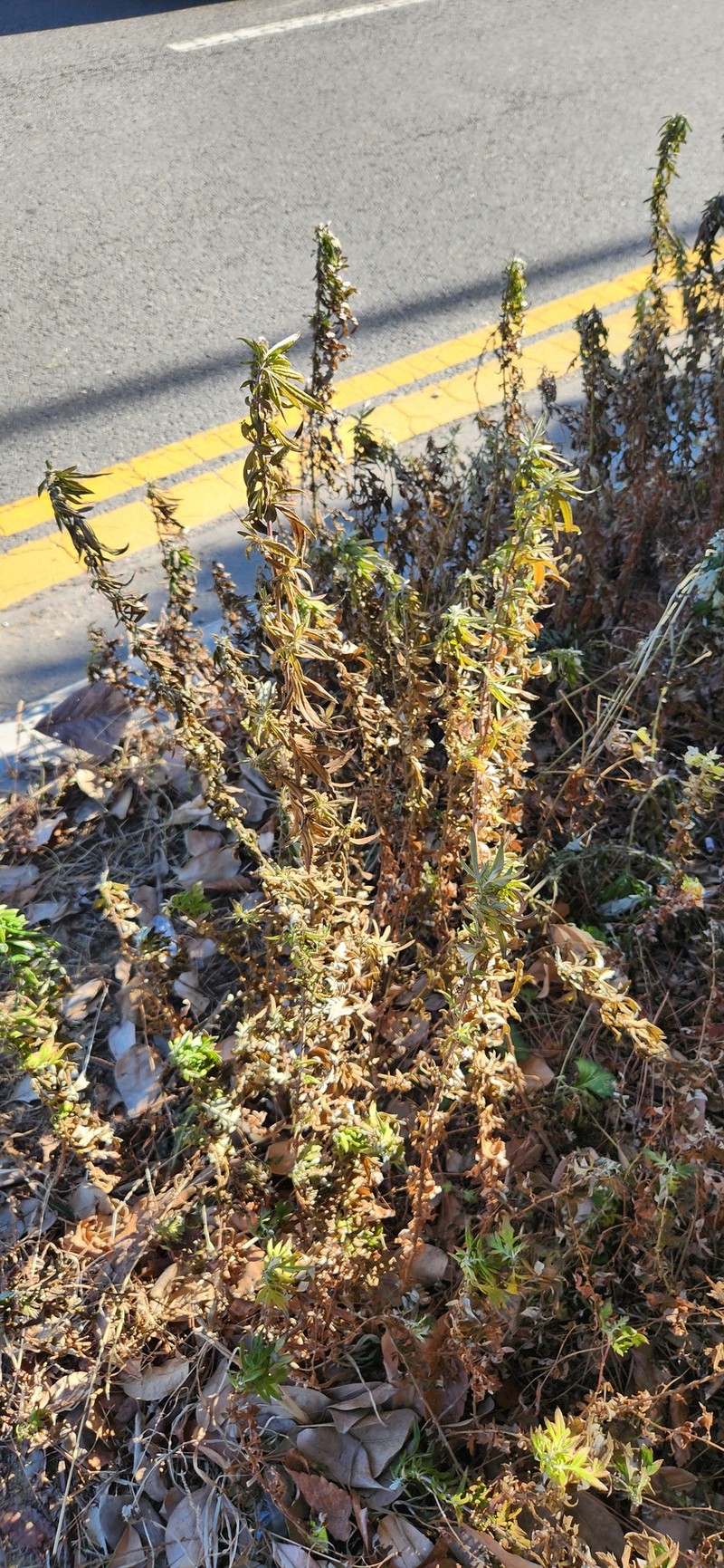 Artemisia wallichiana photo 2
