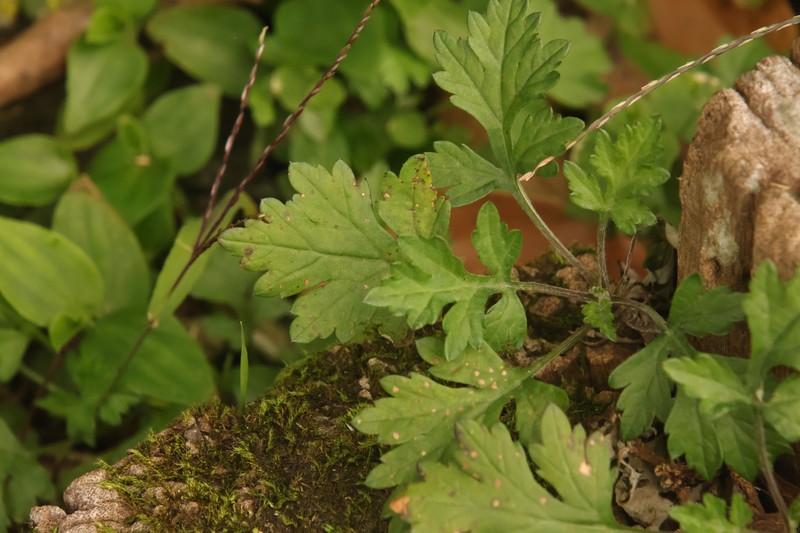 Artemisia wallichiana photo 3