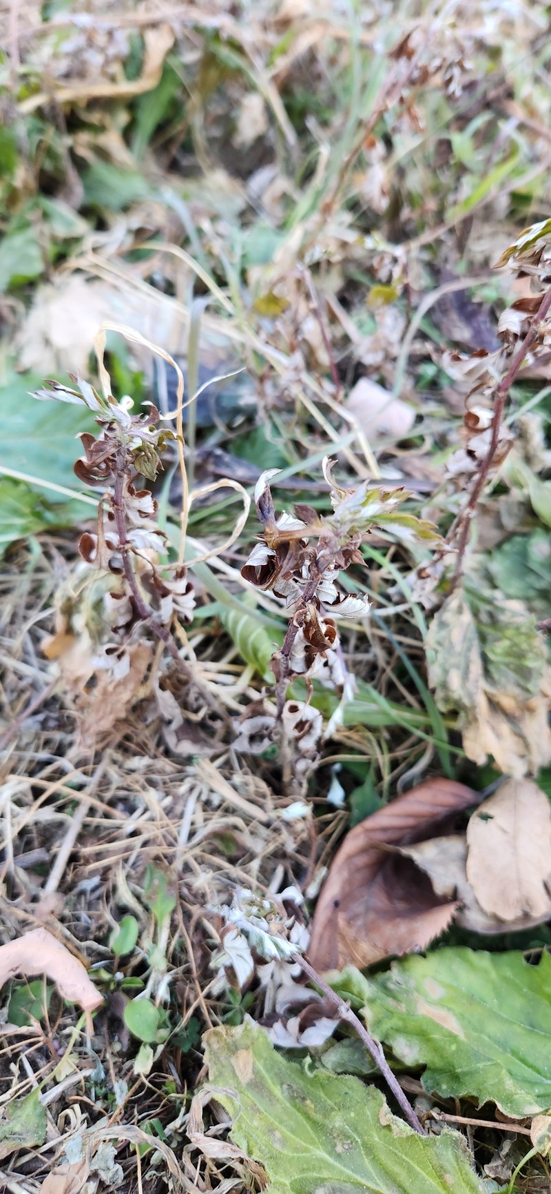 Artemisia wallichiana photo 4