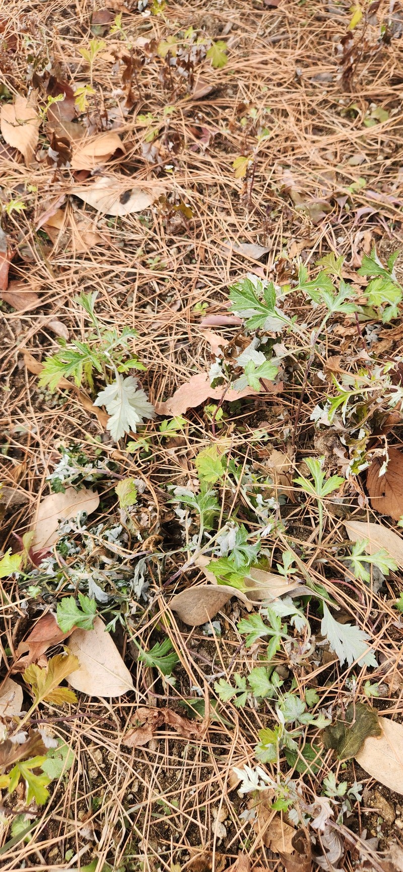 Artemisia wallichiana photo 5