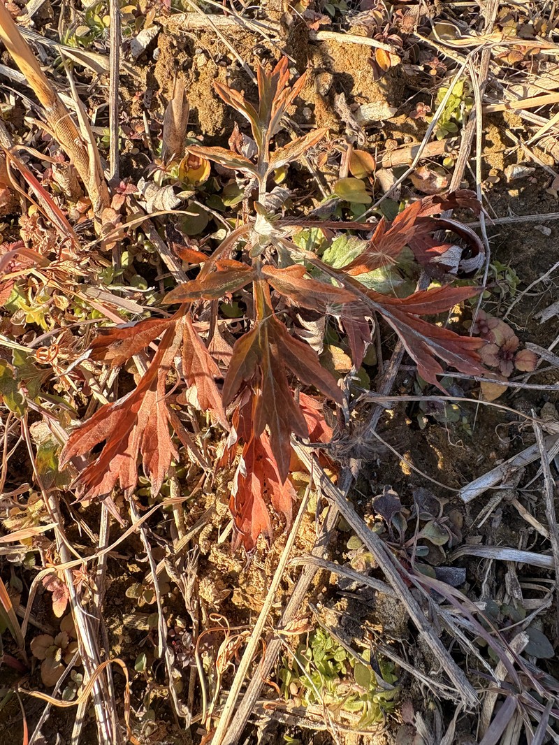 Artemisia wallichiana photo 6