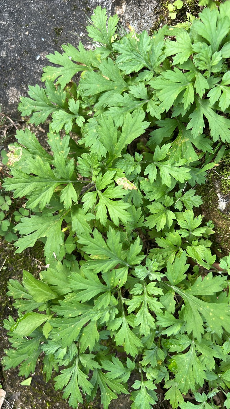 Artemisia wallichiana photo 8