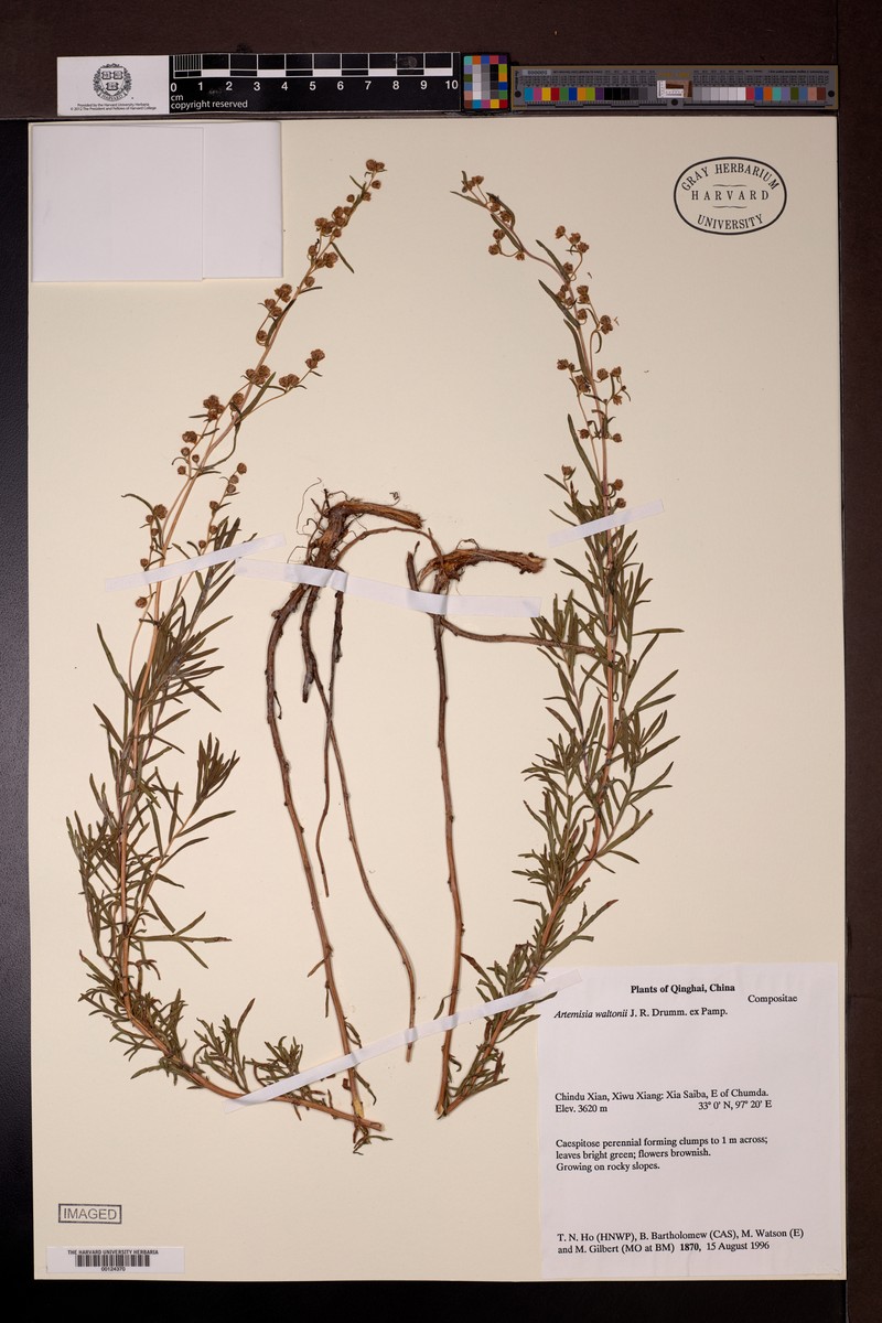 Artemisia waltonii photo 2