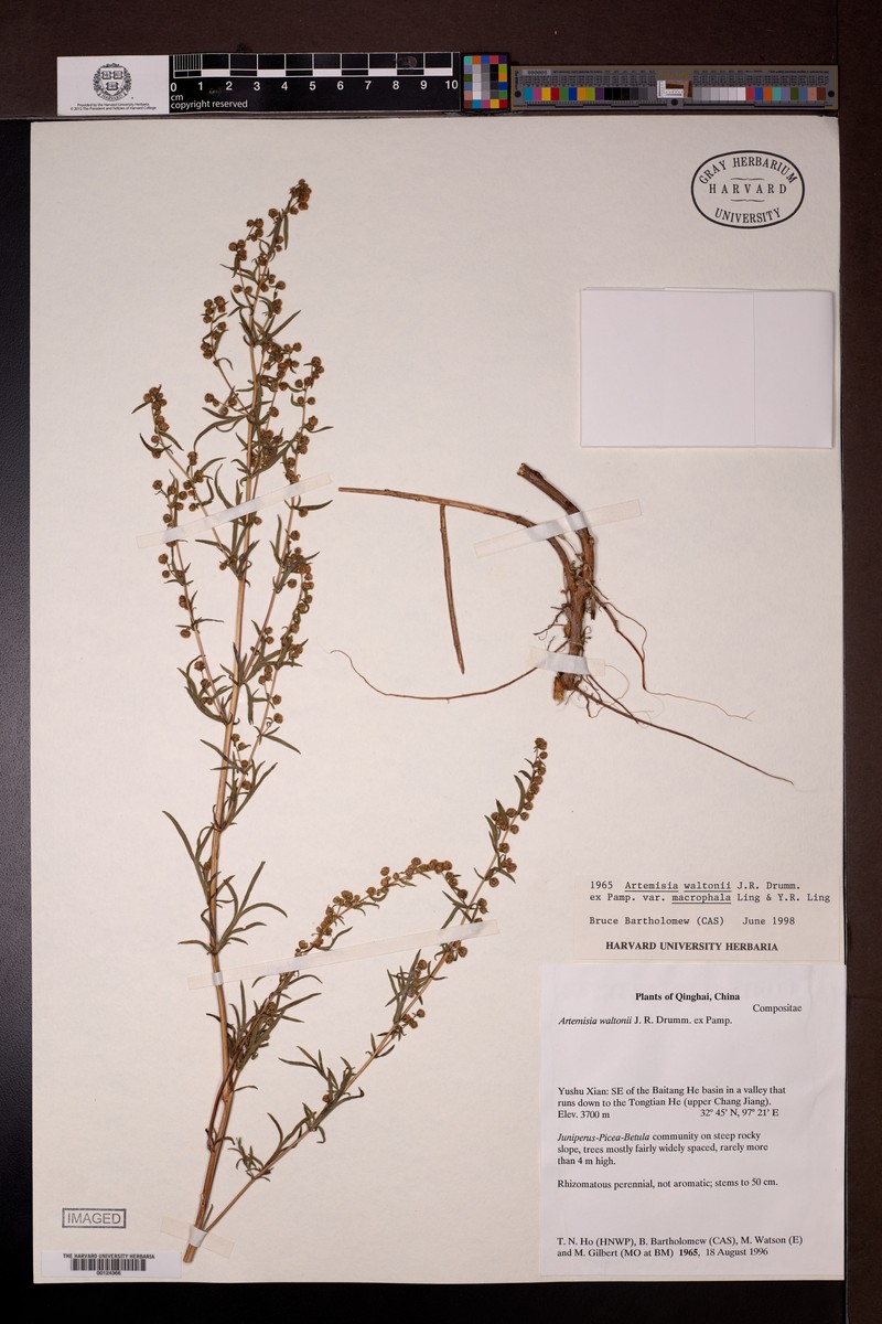 Artemisia waltonii photo 3