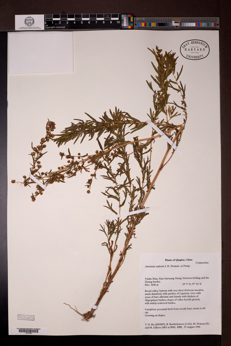 Artemisia waltonii photo 4