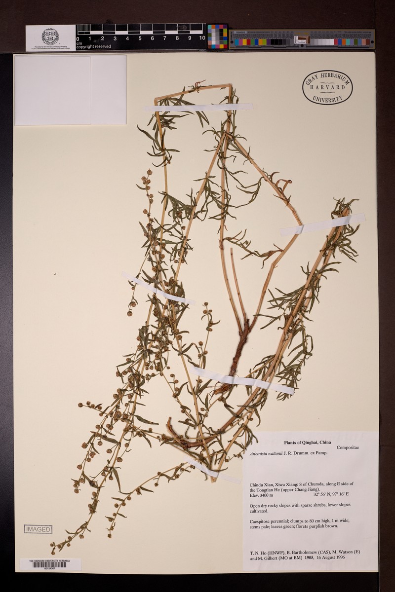 Artemisia waltonii photo 5