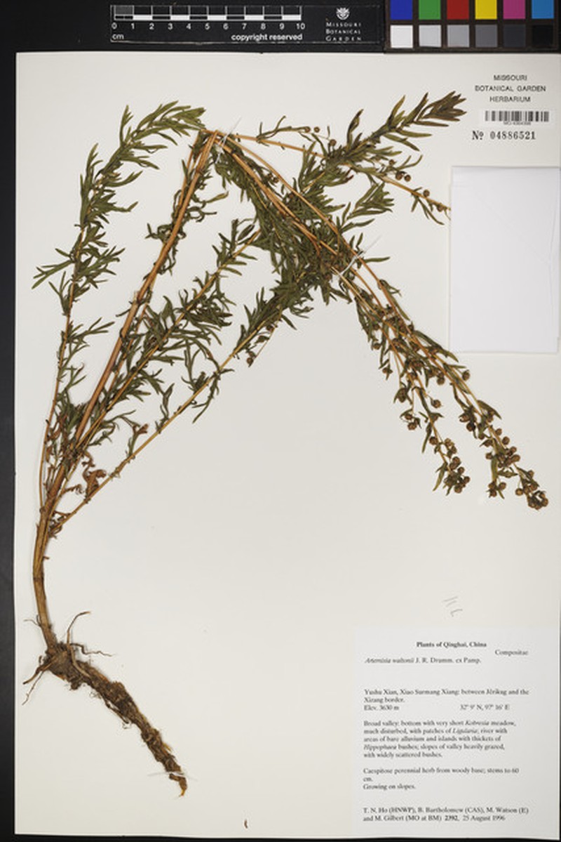 Artemisia waltonii photo 6